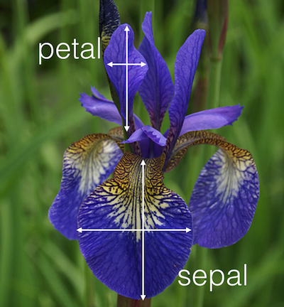 plot of chunk iris-picture
